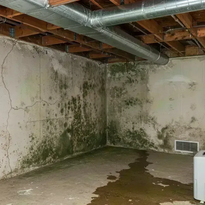 Professional Mold Removal in Oakbrook Terrace, IL